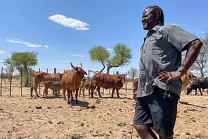 Namibia battles cattle disease outbreak as EU suspends several meat imports