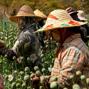 ‘We do this to survive’: Harvesting opium poppies in Myanmar’s Shan State