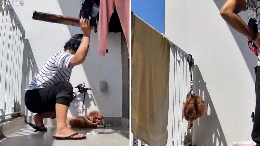 Breaking News:Woman who beat and hung up dog in balcony sentenced to jail for animal abuse